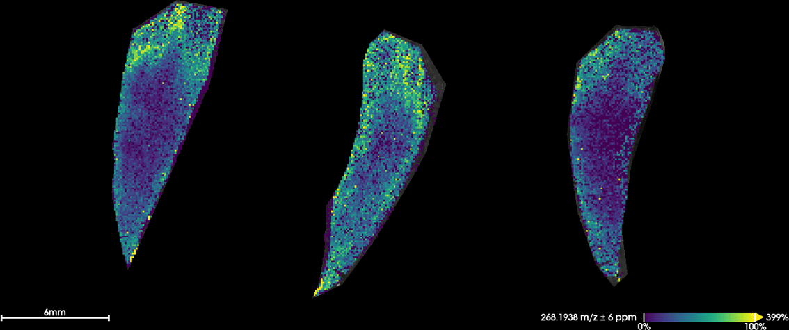 Heatmap: 6PPD distribution within a tyre segment