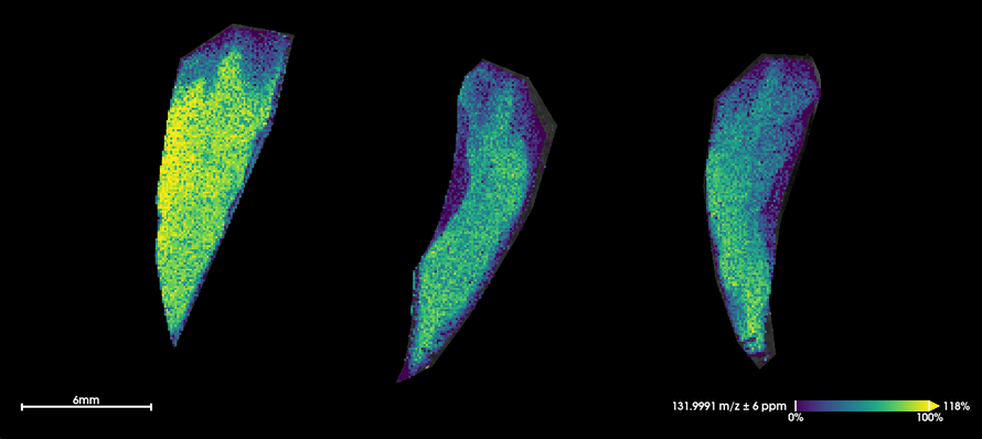 Imaging: carbon black distribution in tyre sections
