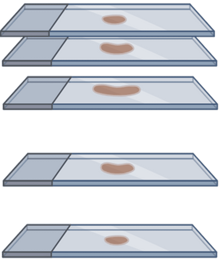 Illustration of thin rubber sections mounted on microscope slides